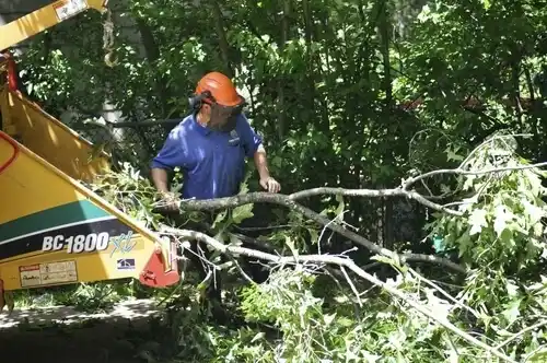 tree services East Rutherford